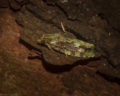 Sorolopha delochlora