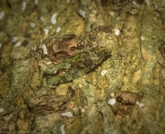 Sorolopha delochlora