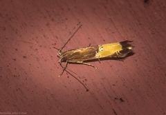 Labdia deliciosella