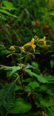 Impatiens racemosa