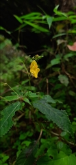 Impatiens racemosa