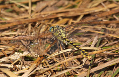 Ophiogomphus morrisoni