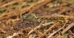 Ophiogomphus morrisoni