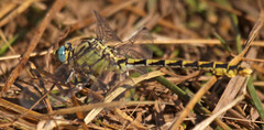 Ophiogomphus morrisoni