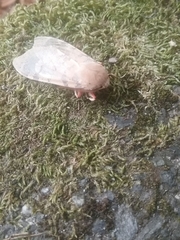 Pseudohemihyalea edwardsii