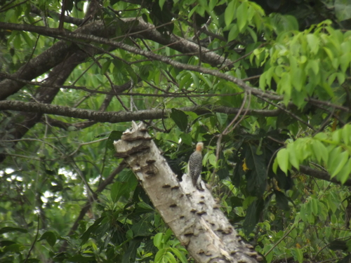 Red-Crowned Woodpecker