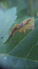 Stigmella hybnerella