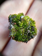 Sphagnum squarrosum