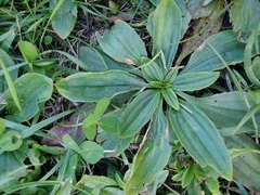 Plantago depressa