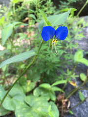 Commelina communis