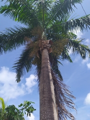 Roystonea borinquena