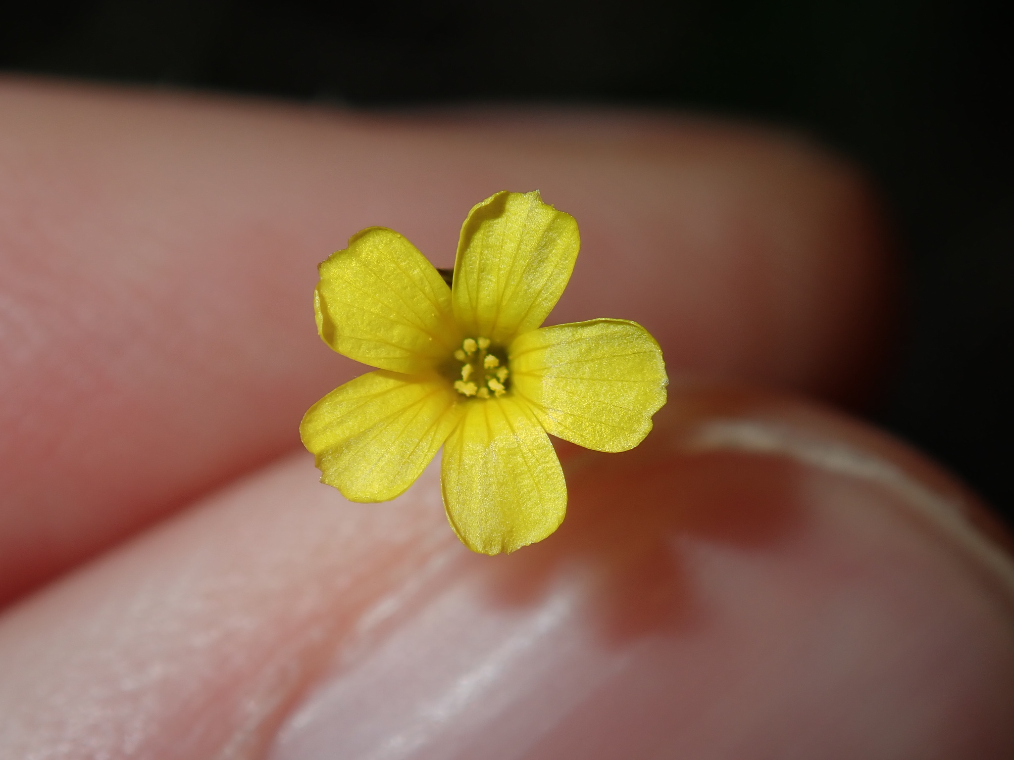 Linum trigynum