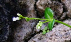 Oldenlandia biflora
