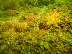 Artedius harringtoni