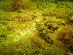 Artedius harringtoni