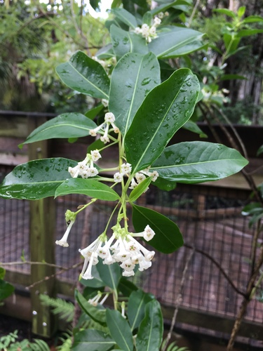 Cestrum diurnum image
