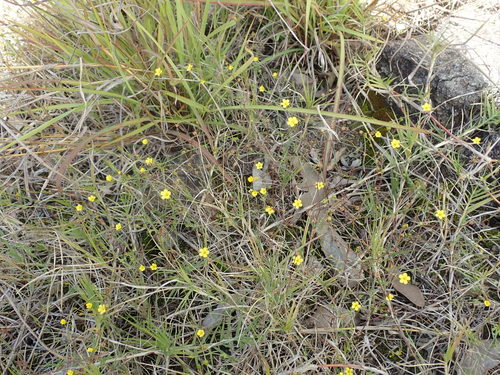 Linum trigynum