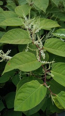 Reynoutria