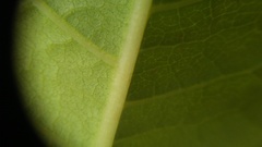 Reynoutria