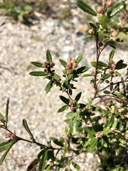 Crocanthemum bicknellii