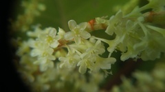 Reynoutria