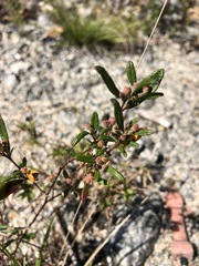 Crocanthemum bicknellii