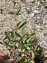 Crocanthemum bicknellii