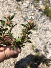 Crocanthemum bicknellii
