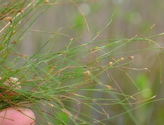 Anthochortus crinalis