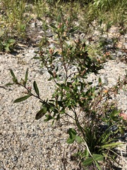 Crocanthemum bicknellii