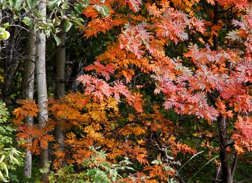 Paprastasis šermukšnis nuotrauka