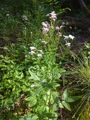 Cardamine macrophylla