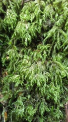 Pseudisothecium myosuroides