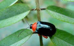 Oedionychina