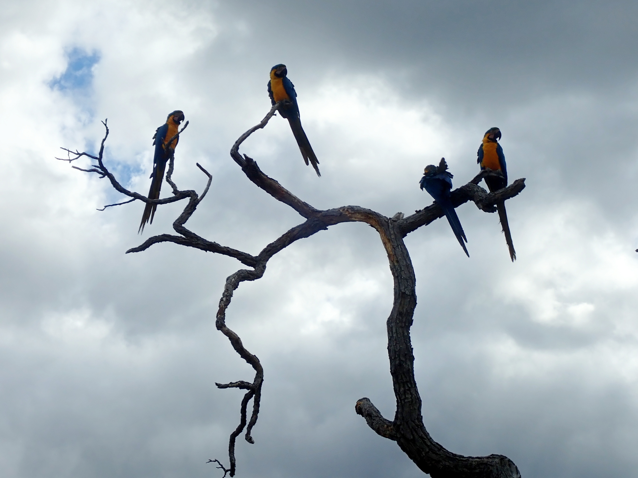 Blue-and-yellow Macaw