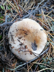 Lactarius musteus