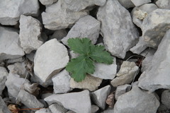 Heracleum ligusticifolium