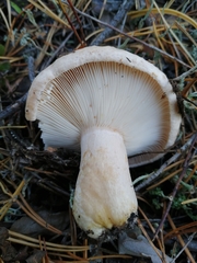 Lactarius musteus