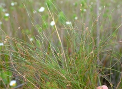 Anthochortus crinalis