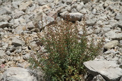 Scrophularia rupestris
