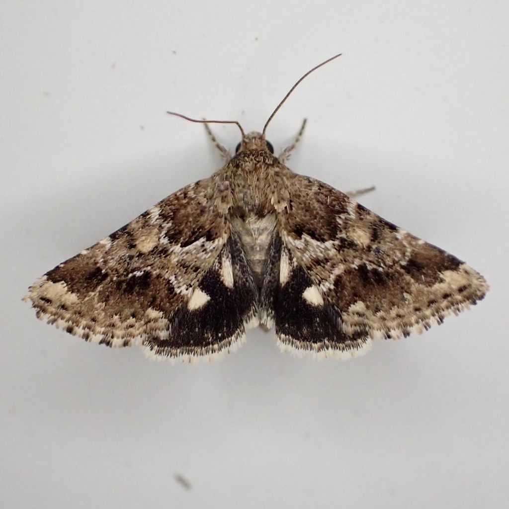 Sordid Flower Moth