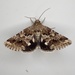 Sordid Flower Moth - Photo (c) John Trent, some rights reserved (CC BY-NC-ND), uploaded by John Trent