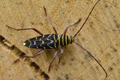 Megacyllene acuta