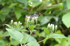 Quadrus cerialis