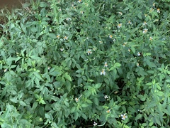 Bidens alba
