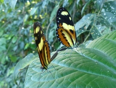 Mechanitis lysimnia nesaea