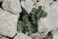 Heracleum ligusticifolium