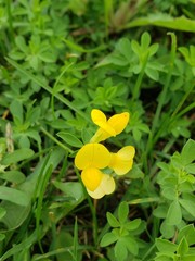 Lotus corniculatus