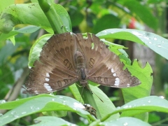 Euthalia aconthea