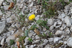 Leontodon biscutellifolius